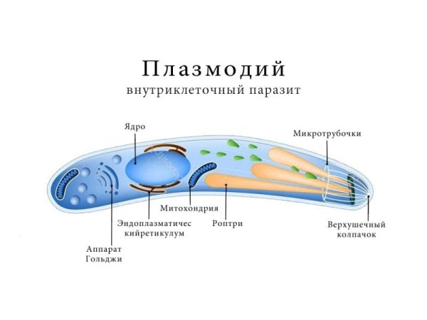 Малярийный плазмодий строение