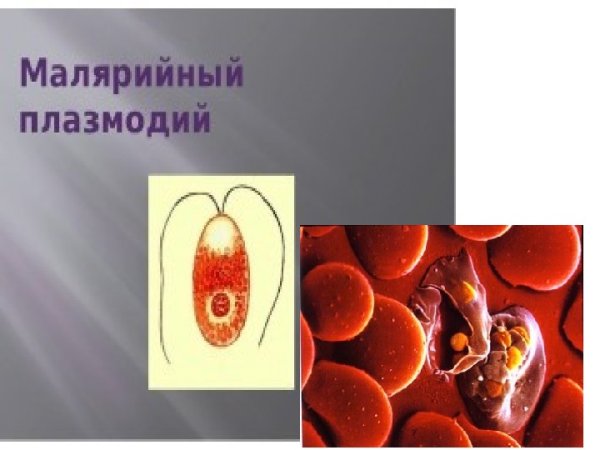 Споровики малярийный плазмодий