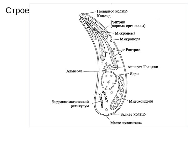 Малярийный плазмодий стро
