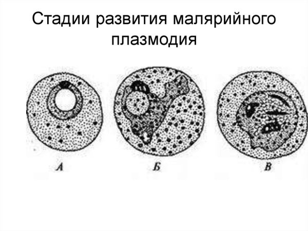 Plasmodium malariae строение