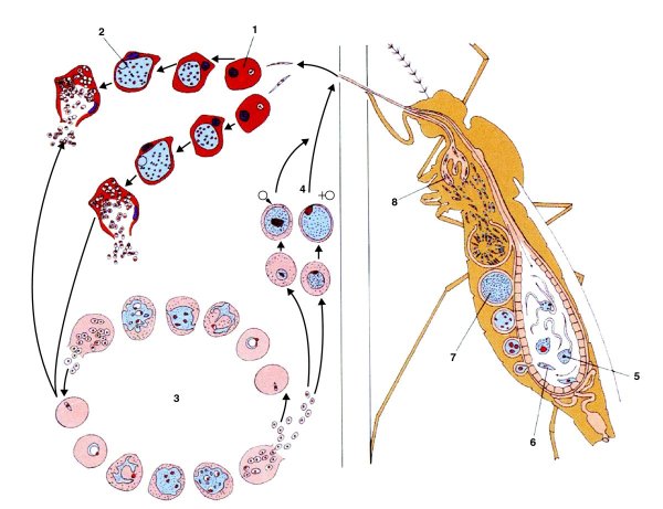 Малярийные плазмодии Plasmodium