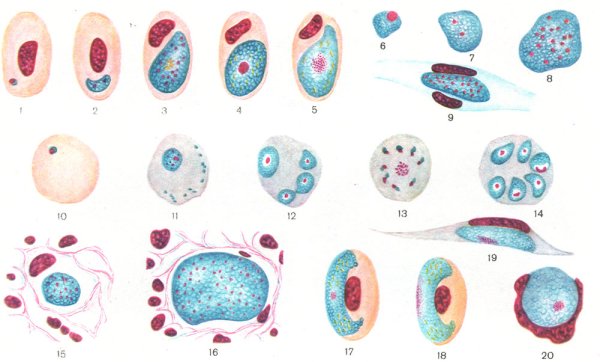Малярийный плазмодий шизонт рисунок