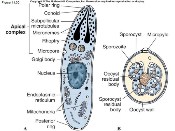 Малярийный плазмодий строение