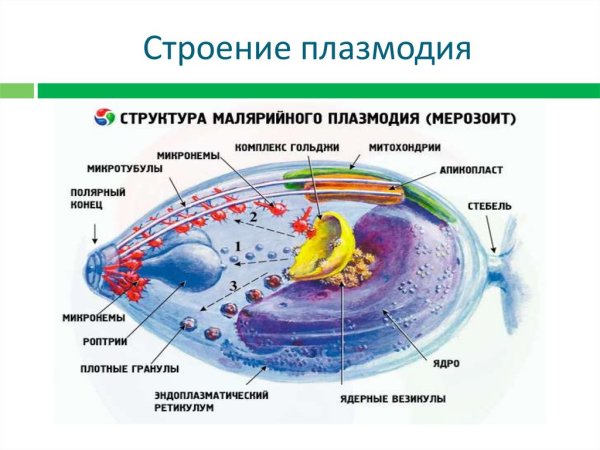Строение малярного плазмодия