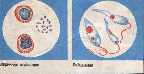 Малярийный плазмодий строение рисунок