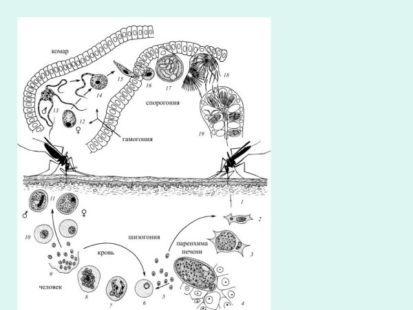 Жизненный цикл малярийного плазмодия