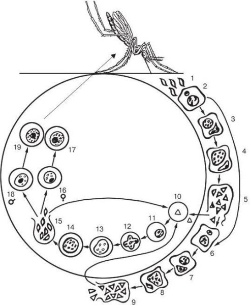 Окончательный хозяин малярийного плазмодия