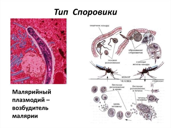 Plasmodium malariae строение