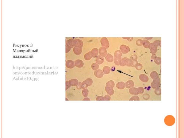 Pathogen for malaria