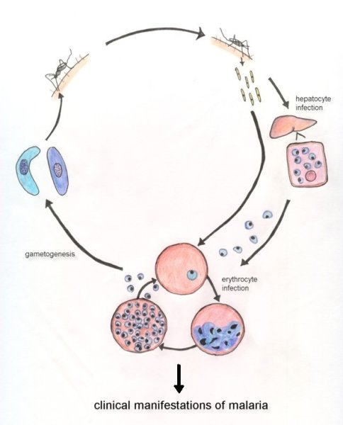 Малярийный плазмодий строение 5 класс