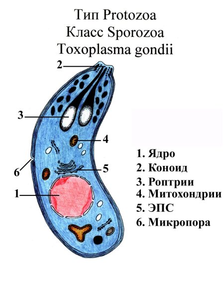 Малярийный плазмодий