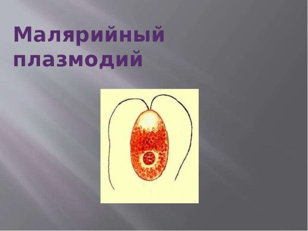 Малярийный плазмодий строение