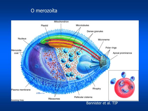 Plasmodium malariae строение