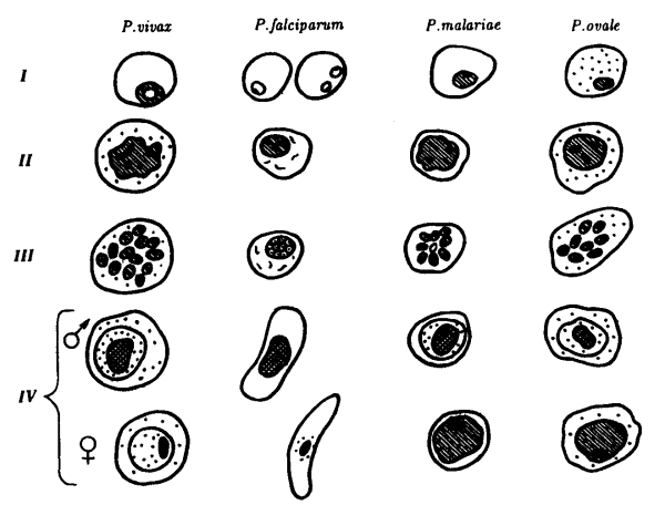 Plasmodium falciparum шизонт