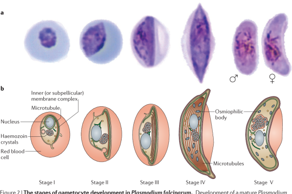 Plasmodium falciparum на стадии кольца