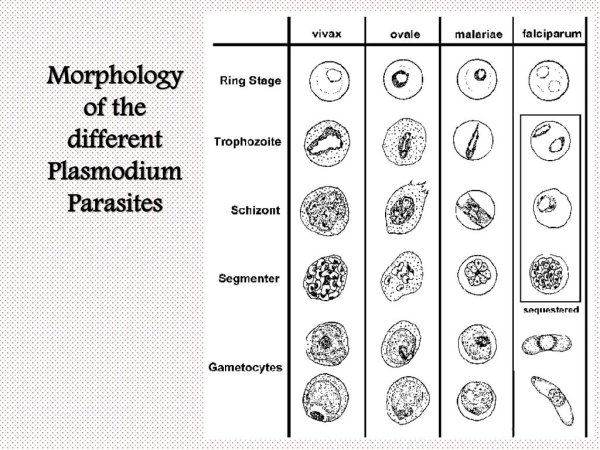 Малярийный плазмодий в организме человека паразитирует в: