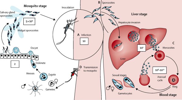 Цикл размножения малярийного плазмодия