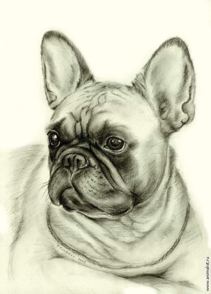 Французский бульдог для срисовки