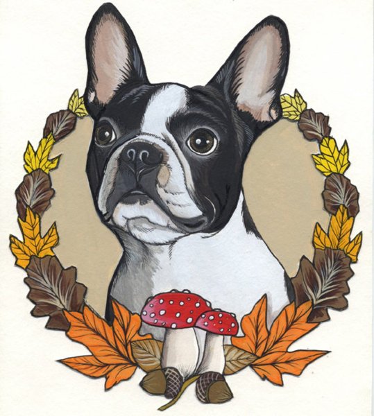 Бостон терьер рисунок