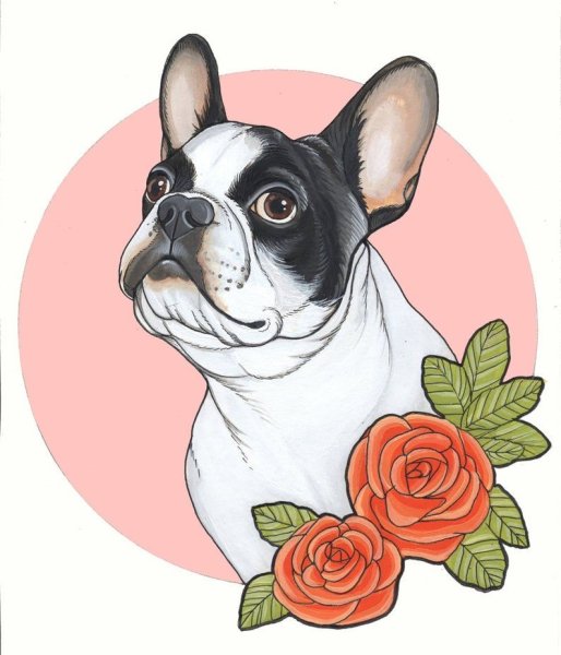 Французский бульдог иллюстрация