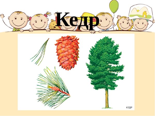 Кедр картинка для детей