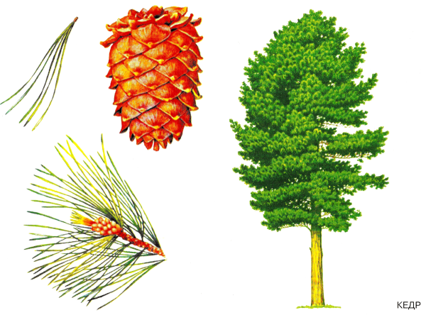 Хвоинки сосны кедровой