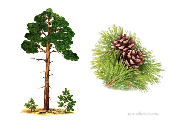 Хвоинки дерева сосна Кедровая