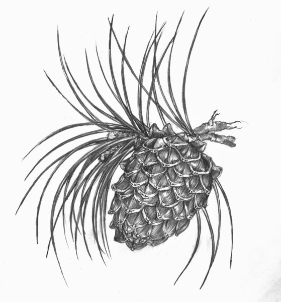 Шишка раскраска