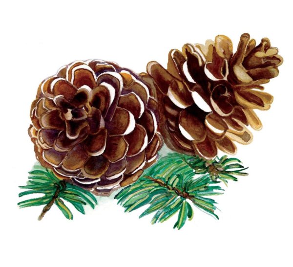 Ель сосна Кедровая сосна пихта лиственница