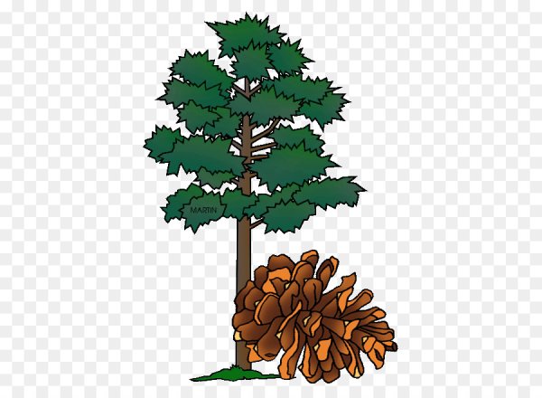 Сибирский кедр дерево