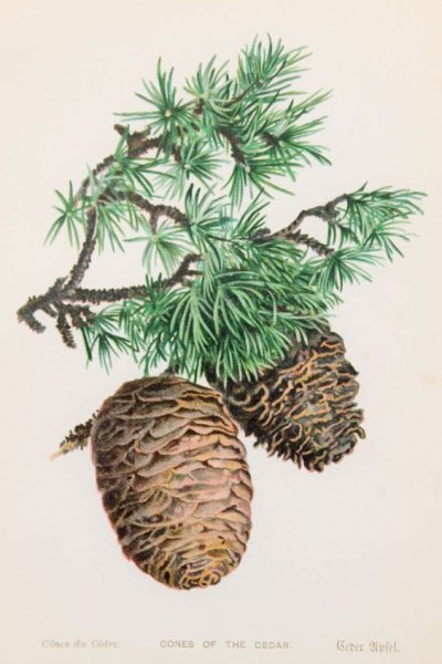 Сибирский кедр дерево рисунок