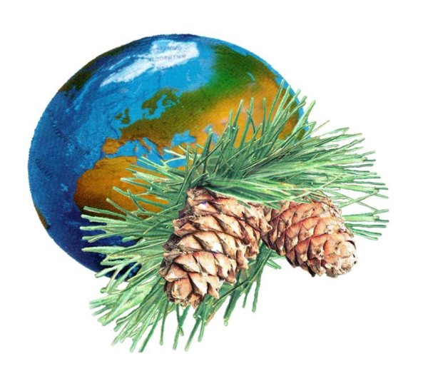 Дерево сосна