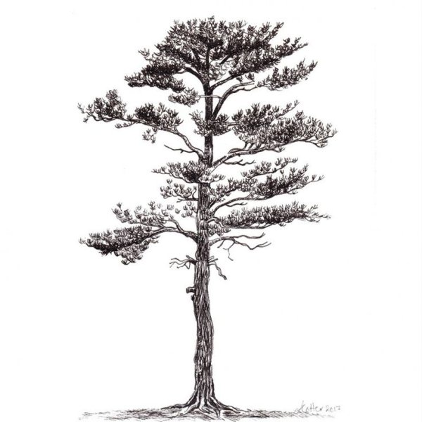 Кедровая шишка рисунок