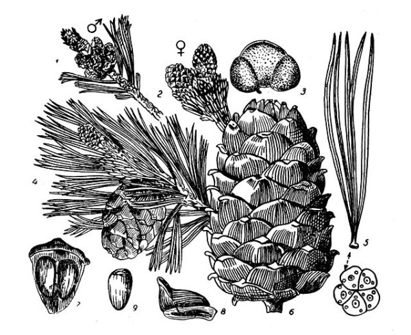 Сосна Кедровая Сибирская семена