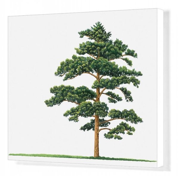 Сосна Кедровая Сибирская