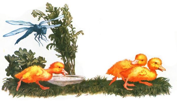 Храбрый утенок иллюстрации