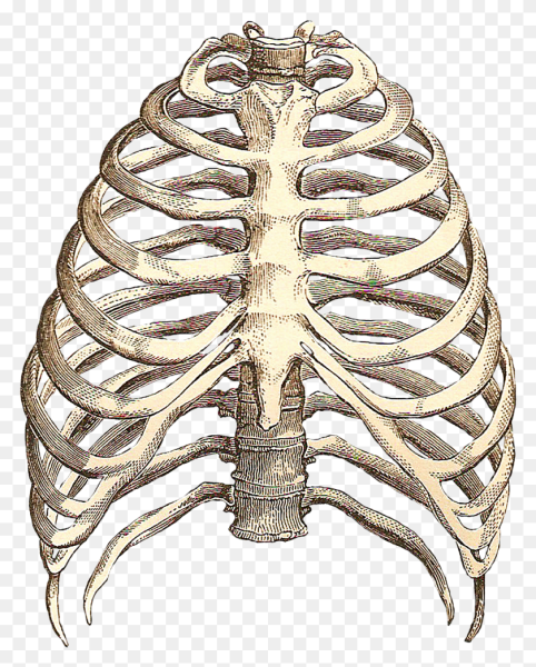 Скелет человека анатомия Грудина