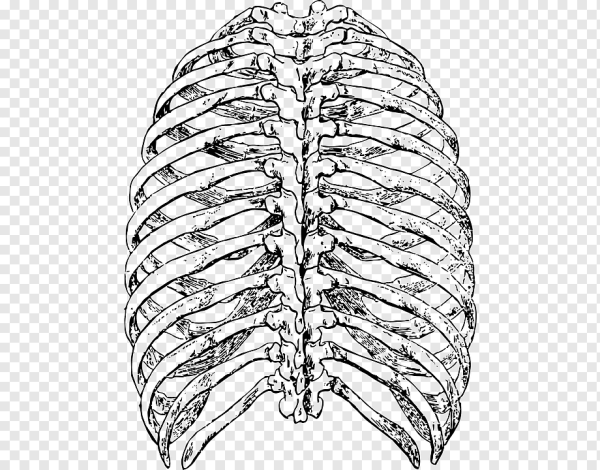 Грудина скелет анатомия