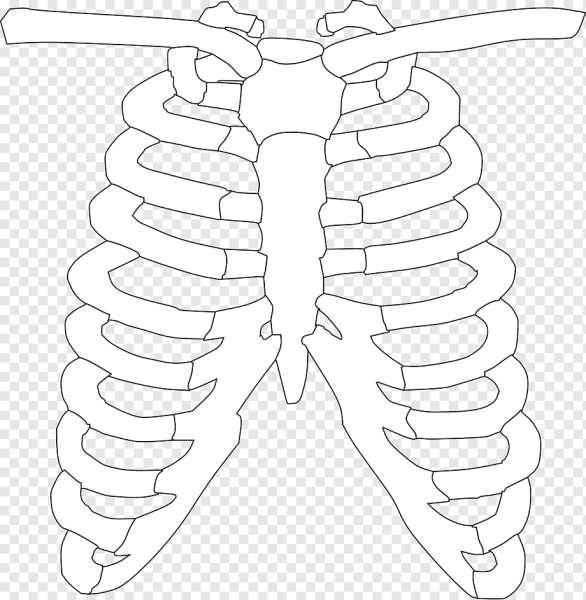 Скелет ребра