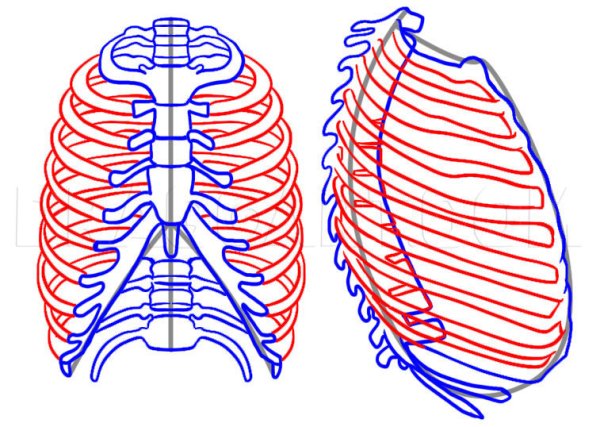 Грудная клетка схематично