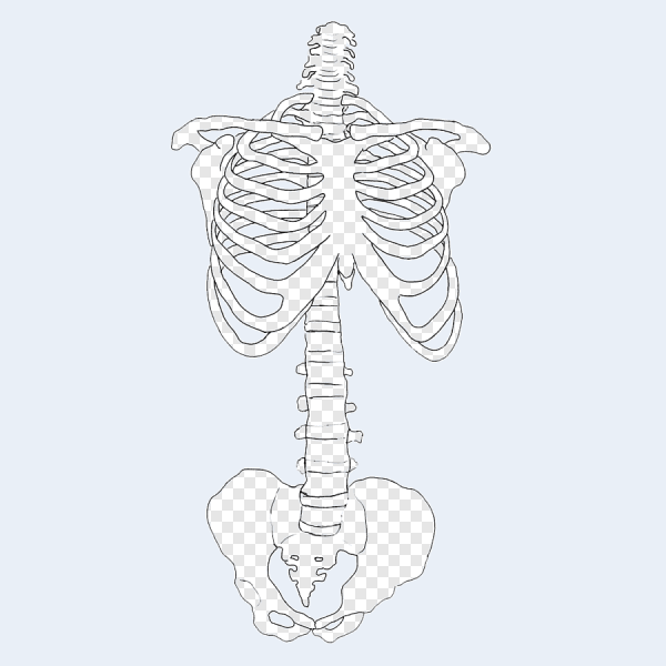 Ребра скелет референс