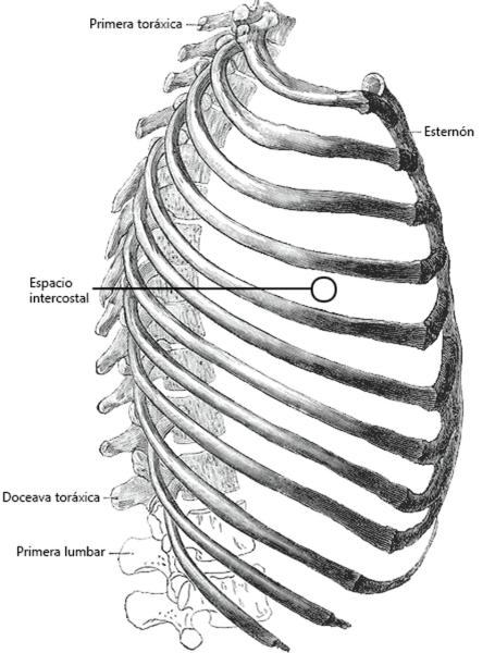 Грудина анатомия вид сбоку