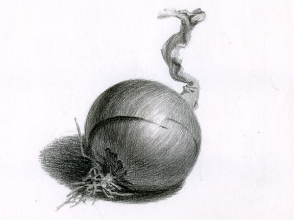 Луковица карандашом