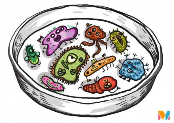 Чашки Петри с бактериями иллюстрации