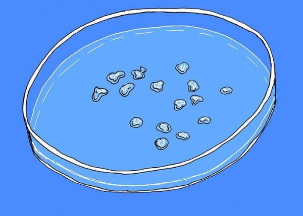 Чашка Петри Фло