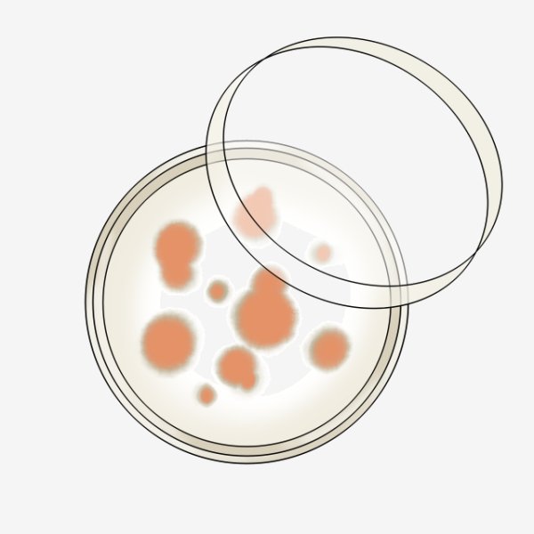 Чашка Петри на белом фоне