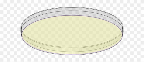 Чашка Петри вектор