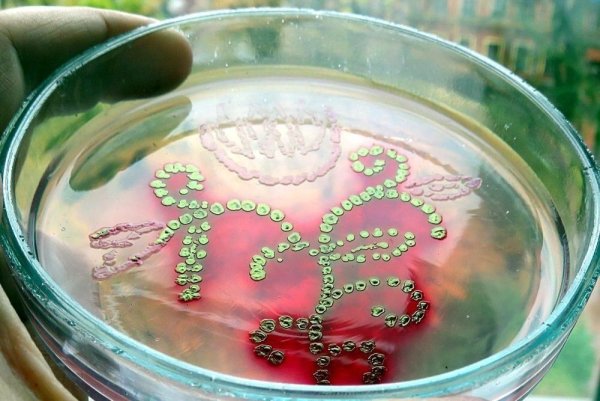 Чашка Петри рисунок