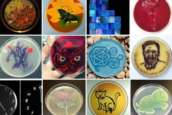 Агар агар в чашке Петри