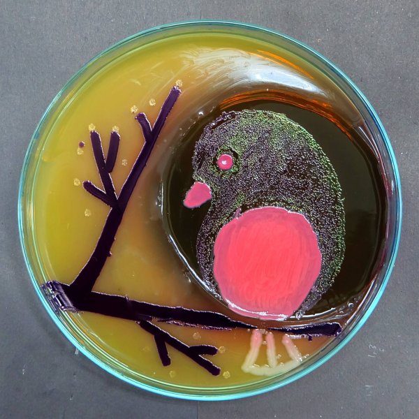 Чашка Петри микробиология